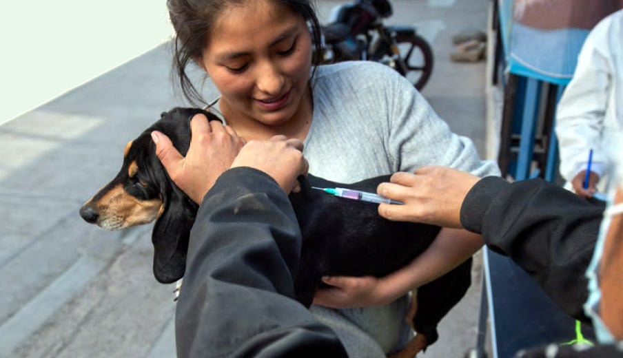 Woman holds her dog while a health worker vaccinates it against rabies